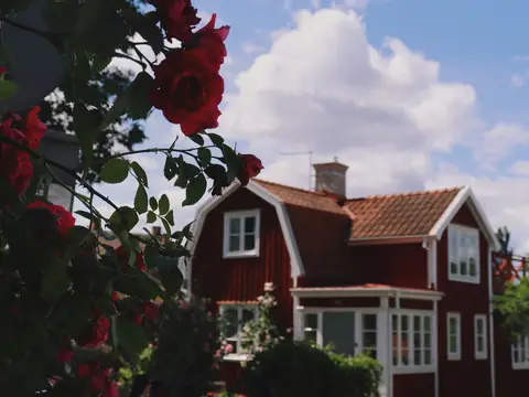 Rött trähus med vita knutar och rosor i trädgården